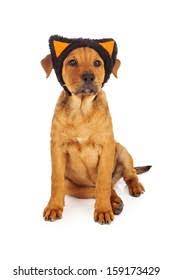 Dog Dressed Cat Images Stock Photos Vectors Shutterstock