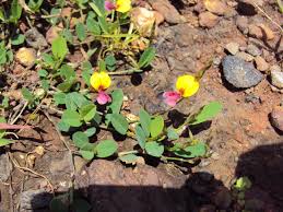 Image result for Alysicarpus