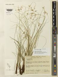 Image result for Pycreus polystachyos