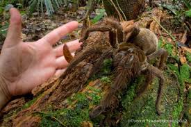 The goliath bird eating spider is a spider that eats goliath girds. Puppy Sized Spider Surprises Scientist In Rainforest Live Science