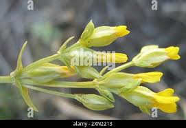 Image result for Sebaea pentandra