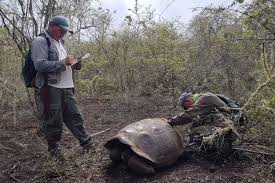 Keturunan Kura Kura Raksasa Yang Telah Punah Ditemukan Di Galapagos