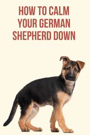 Some puppies never calm down and only get more intense as they mature. When German Shepherds Calm Down German Shepherd German Shepard Puppies German Shepherd Funny