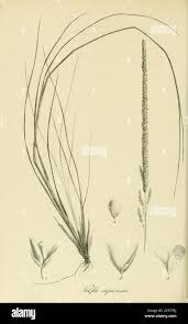 Image result for Scleria melanomphala