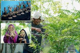 Mendongkel dan mengenal buah,biji dan bunga dari bahan bonsai anting putri yg wangi. Membonsai Anting Putri Berdamai Dengan Pandemi