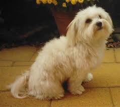 This Is Maltese One Of The Small Breeds Of Hairy Coated Dog Maltese Breed Scruffy Dogs Hybrid Dogs