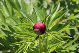 We did not find results for: What Is Organic Gardening And Why Is It Important Home For The Harvest