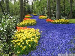 Height 4 to 14 in (10 to 35 cm) with deep purple flowers and what about monochrome gardens? Colorful Spring Flowers And Yard Landscaping Ideas