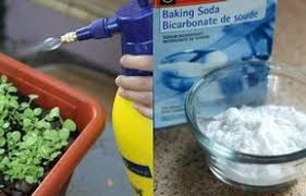 Les Bienfaits Du Bicarbonate De Soude Pour Un Jardin De Reve Bicarbonate De Soude Jardinage Astuce Jardinage