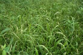 Image result for Digitaria abyssinica
