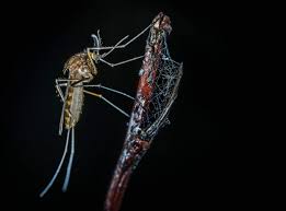 Like all insects, mosquitoes hatch from eggs and go through several stages in their life cycle before becoming adults. Life Cycle Of Mosquitoes How To Kill Mosquitos At Each Life Cycle