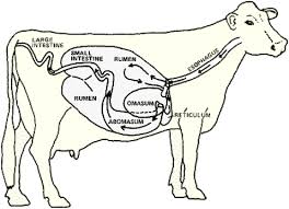The Ruminant Digestive System