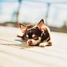 Check out this week's list of pets waiting at shelters in and around nashua. Shelter Wish List Humane Society For Greater Nashua New Hampshire