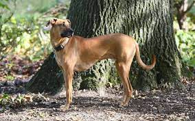 Breed Basics The Black Mouth Cur K9 Web