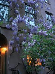 Wisteria Lilacs West 21st St Chelsea Nyc Beautiful Flowers Pictures Flower Pictures Wisteria