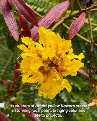 Image result for Peltophorum pterocarpum