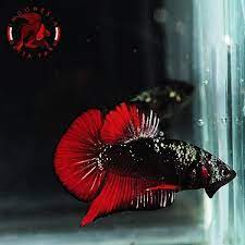 Ikan cupang avatar gold copper#avatargold#avatarcopperwahyu caisaralamat jln raya bekasi km 23 rt07/02 no:37cakung barat, cakung jakarta timurno. Jual Ikan Cupang Avatar Gold Vampire Top Grade Jantan Male 03 Di Lapak Pasar Hewan Jatinegara Bukalapak