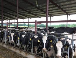 How Livestock Fans Keep Cattle Cool During Summer Hunter Fan