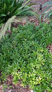 Image result for Sarcocornia natalensis