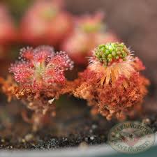Image result for Drosera pilosa