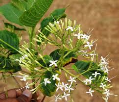 Image result for Pavetta sp. E