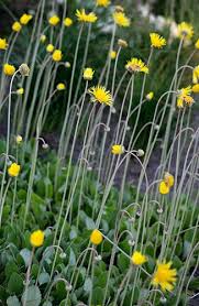 Image result for Haplocarpha scaposa