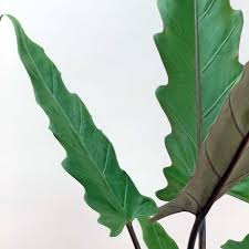 Green on top and purple underneath with dark purple stems makes this one an unusual specimen indeed. Large Elephant Ear Lauterbachiana 19cm Alocasia Lauterbachiana Bloombox Club