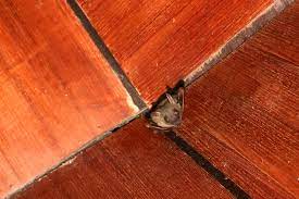 Because bats are capable of transmitting rabies, many people wonder if seeing a bat out during the day is an indication that the bat is rabid. How To Get Rid Of Bats Remove Bats From Attic