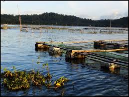 We did not find results for: Eksotisme Rawa Jombor Klaten Nan Murah Halaman 1 Kompasiana Com