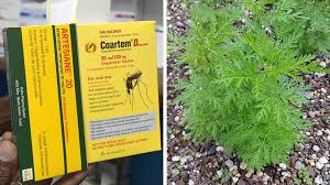 Entrée internationale en/au france depuis le/la suisse. Coronavirus What Do We Know About The Artemisia Plant Bbc News