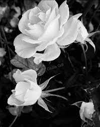 Scarica questo foto premium su fiori di tulipani in bianco e nero. 160 Idee Su Fiori In Bianco E Nero Bianco E Nero Fiori Bianco