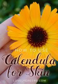 I gather calendula flowers late in the morning, when they are fully open and the dew has dried, and let them dry indoors at room temperature for a few days. How To Use Calendula Flowers In Skincare Lovely Greens