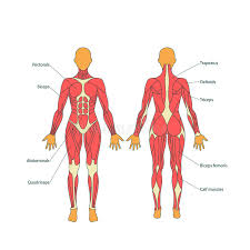 illustration of human muscles the female body gym training