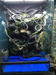 Pin By Daysi Flowers On Green Tree Python Vivarium Bearded Dragon Cage Terrarium Vivarium