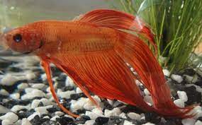 We just share the pictures for anyone who loves to. Orange Betta Vang Bettas