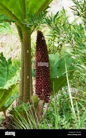 Image result for Galiniera