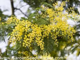 Budama işlemi, ağaçlardaki dal ve yaprakların daha kuvvetli büyüyebilmesi, ürünlerin daha kaliteli olması ve ağaçları eski kuvvetine kavuşturması gibi sebeplerle yapılmaktadır. Gumus Wattle Tohumlari Acacia Dealbata 20 Seeds Garden Seeds Market Ucretsiz Kargo