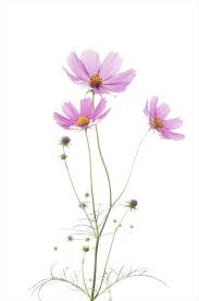 Pink Flowers Against White Background by Tsutomu Kusumoto / Eyeem