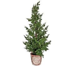 A popular choice for decorating indoors and out, these lifelike flower spheres can be hung for display or other accents you may like. Wicker Park 19 Faux Floral Oversized Garden Sphere Qvc Com