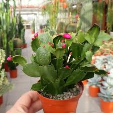 Does it look unhealthy or unhappy? Schlumbergera Hybr Thor Sharon Uhlig Kakteen More Than 5 000 Different Species