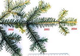 Of plants, especially trees, that do not shed their leaves seasonally. Evergreen Wikipedia