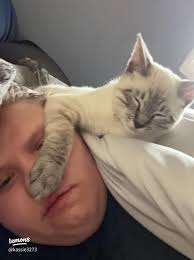 แมวแม่ลูกญี่ปุ่นสุดน่ารักในชุดประเพณี