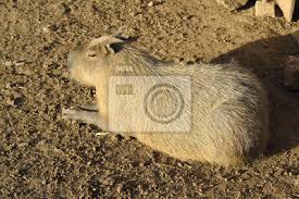 El carpincho, que posee un área de . Single Capybara Auch Bekannt Als Chiguire Oder Carpincho Hydrochoerus Fototapete Fototapeten Myloview De