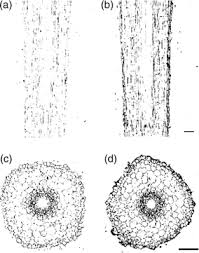 Kyoko izumino 泉野鏡子 (@kyoko21izumino) onlyfans account, onlyfans finder. A Specific Transporter For Iron Iii Phytosiderophore In Barley Roots Murata 2006 The Plant Journal Wiley Online Library