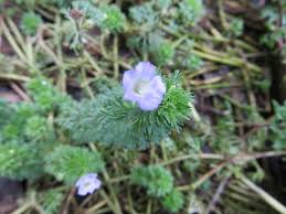 Image result for Limnophila indica