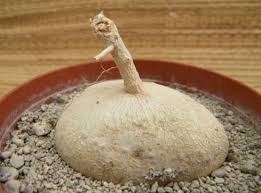 Image result for Pyrenacantha