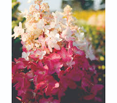 Like most plants, it does best in moist but. Pinky Winky Hydrangea Tree Form Pahl S Market Apple Valley Mn
