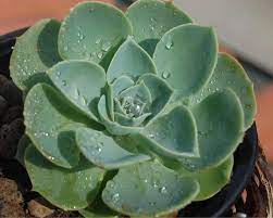 See more ideas about echeveria, planting succulents, succulents. Echeveria Growing It And Advice On How To Care For It To Produce Pups