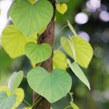 Image result for Cissampelos torulosa