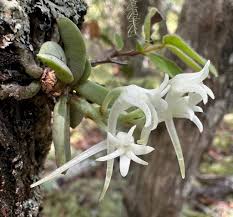 Image result for Cyrtorchis